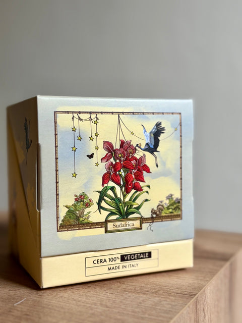 Candela aromatica SUDAFRICA (Disa Uniflora Bergius) 90 gr - InnBamboo