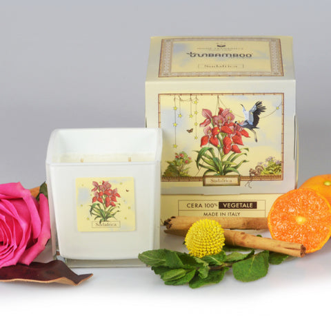 Candela aromatica SUDAFRICA (Disa Uniflora Bergius) 440 gr - InnBamboo